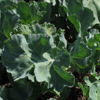 Sea Kale (Crambe maritima) seeds