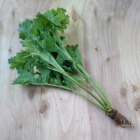 Tatarican Colewort (Crambe tataria) seeds