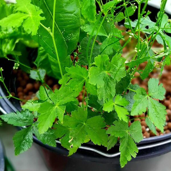 Mitsuba / Japanese Parsley (Cryptotaenia japonica) seeds