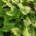 Mitsuba / Japanese Parsley (Cryptotaenia japonica) seeds