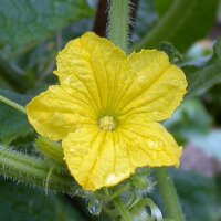 Snake Cucumber Chinese Slangen (Cucumis sativus) seeds