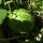 Fig Leaved Gourd (Cucurbita ficifolia) seeds