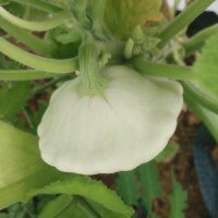 Patisson Blanc / French Pumpkin Custard White (Cucurbita pepo) seeds