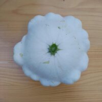 Patisson Blanc / French Pumpkin Custard White (Cucurbita pepo) seeds