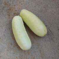 White Cucumber White Wonder (Cucumis sativus) seeds