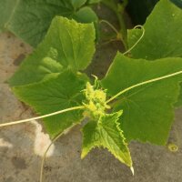 White Cucumber White Wonder (Cucumis sativus) seeds