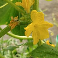 White Cucumber White Wonder (Cucumis sativus) seeds