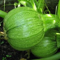 Round Courgette / Rondini Tondo di Nizza (Cucurbita pepo)...