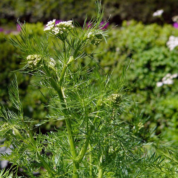 Cumin (Cuminum Cyminum) seeds