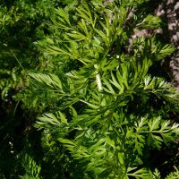 Cumin (Cuminum Cyminum) seeds