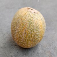 Melon Blenheim Orange (Cucumis melo)