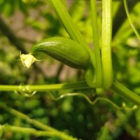 Caigua / Slipper Gourd (Cyclanthera pedata) seeds