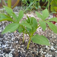 Caigua / Slipper Gourd (Cyclanthera pedata)