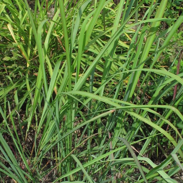East-Indian Lemon Grass (Cymbopogon flexuosus) seeds