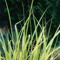 East-Indian Lemon Grass (Cymbopogon flexuosus) seeds