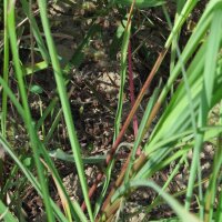 East-Indian Lemon Grass (Cymbopogon flexuosus) seeds