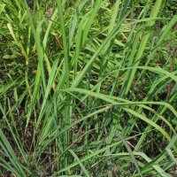 East-Indian Lemon Grass (Cymbopogon flexuosus)