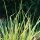 East-Indian Lemon Grass (Cymbopogon flexuosus) seeds