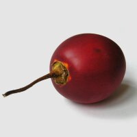 Tamarillo/ Tree Tomato (Solanum betaceum)