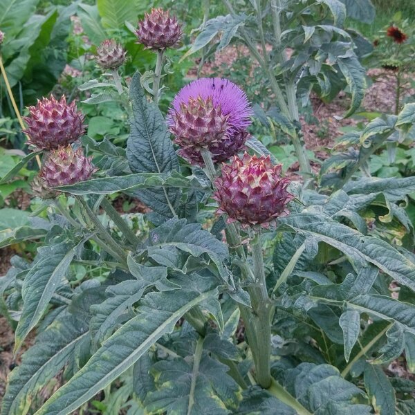 Cardoon (Cynara cardunculus) seeds