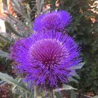 Cardoon (Cynara cardunculus) seeds