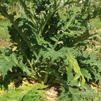 Cardoon (Cynara cardunculus) seeds