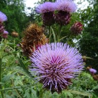 Globe Artichoke (Cynara scolymus) seeds