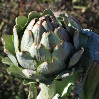 Globe Artichoke (Cynara scolymus) seeds