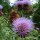 Globe Artichoke (Cynara scolymus) seeds