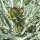 Globe Artichoke (Cynara scolymus) seeds
