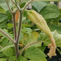 Toloache / White Moonflower (Datura inoxia) seeds