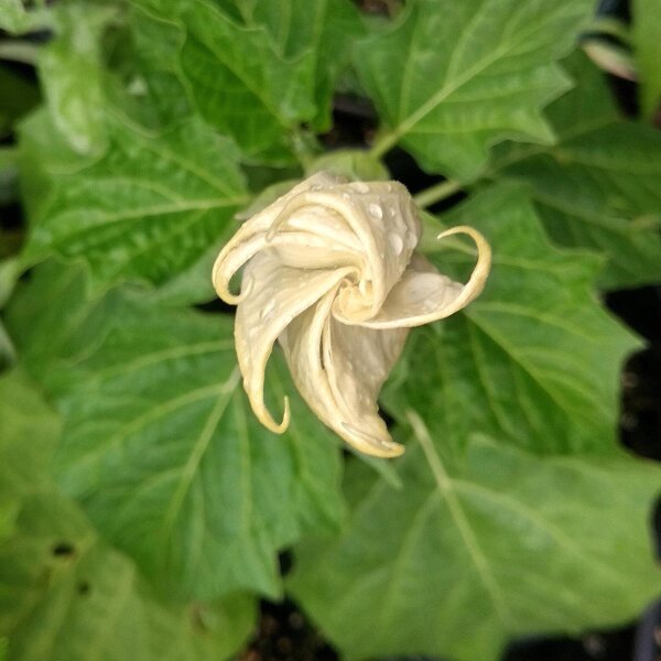 Devil's Trumpet (Datura metel) seeds