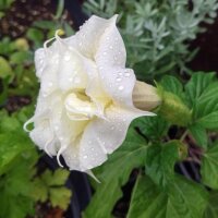 Devils Trumpet (Datura metel) seeds