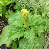 Devils Trumpet (Datura metel) seeds