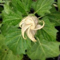 Devils Trumpet (Datura metel) seeds