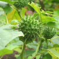 Jimson Weed (Datura Stramonium) seeds