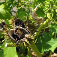 Jimson Weed (Datura Stramonium) seeds