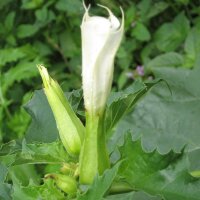 Jimson Weed (Datura Stramonium) seeds