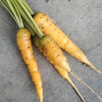 Yellow Carrot Jaune Du Doubs (Daucus carota) seeds