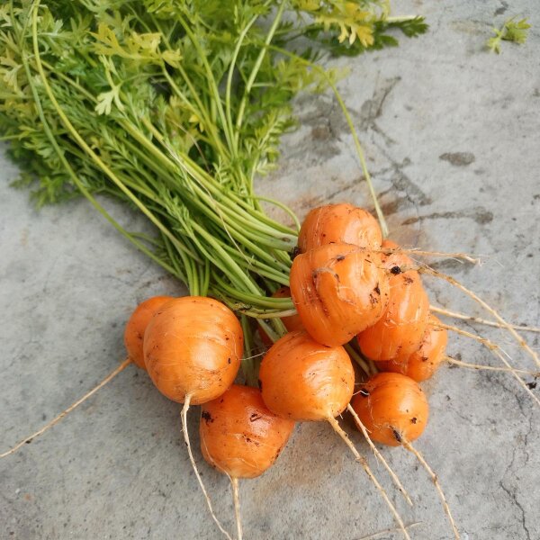 Round Carrot Paris Market (Daucus Carota) seeds