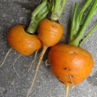 Round Carrot Paris Market (Daucus Carota) seeds