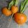 Round Carrot Paris Market (Daucus Carota) seeds