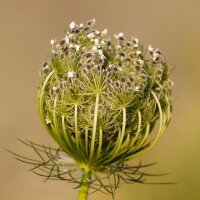 Wild Carrot (Daucus carota ssp. carota) seeds