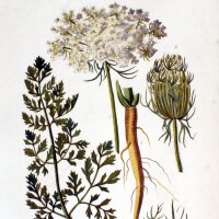 Wild Carrot (Daucus carota ssp. carota) seeds