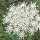 Wild Carrot (Daucus carota ssp. carota) seeds