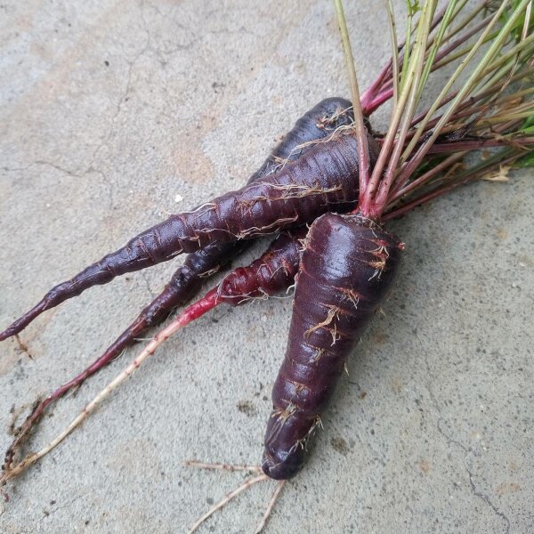 Purple Carrot Spanish Black (Daucus carota) seeds
