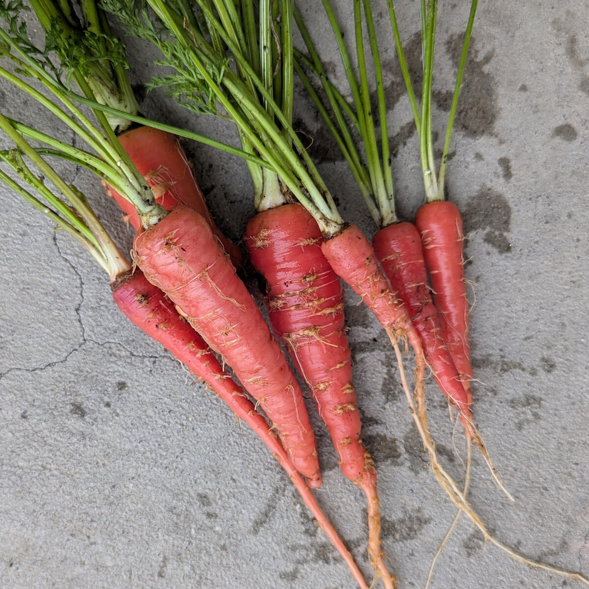 Japanese Red Kintoki Carrot (Daucus carota) seeds