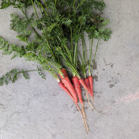 Japanese Red Kintoki Carrot (Daucus carota) seeds