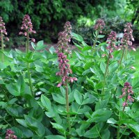 Burning Bush / Dittany / Gas Plant (Dictamnus albus) seeds