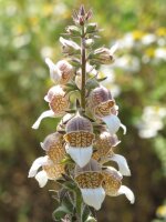 Foxglove (Digitalis lanata) seeds